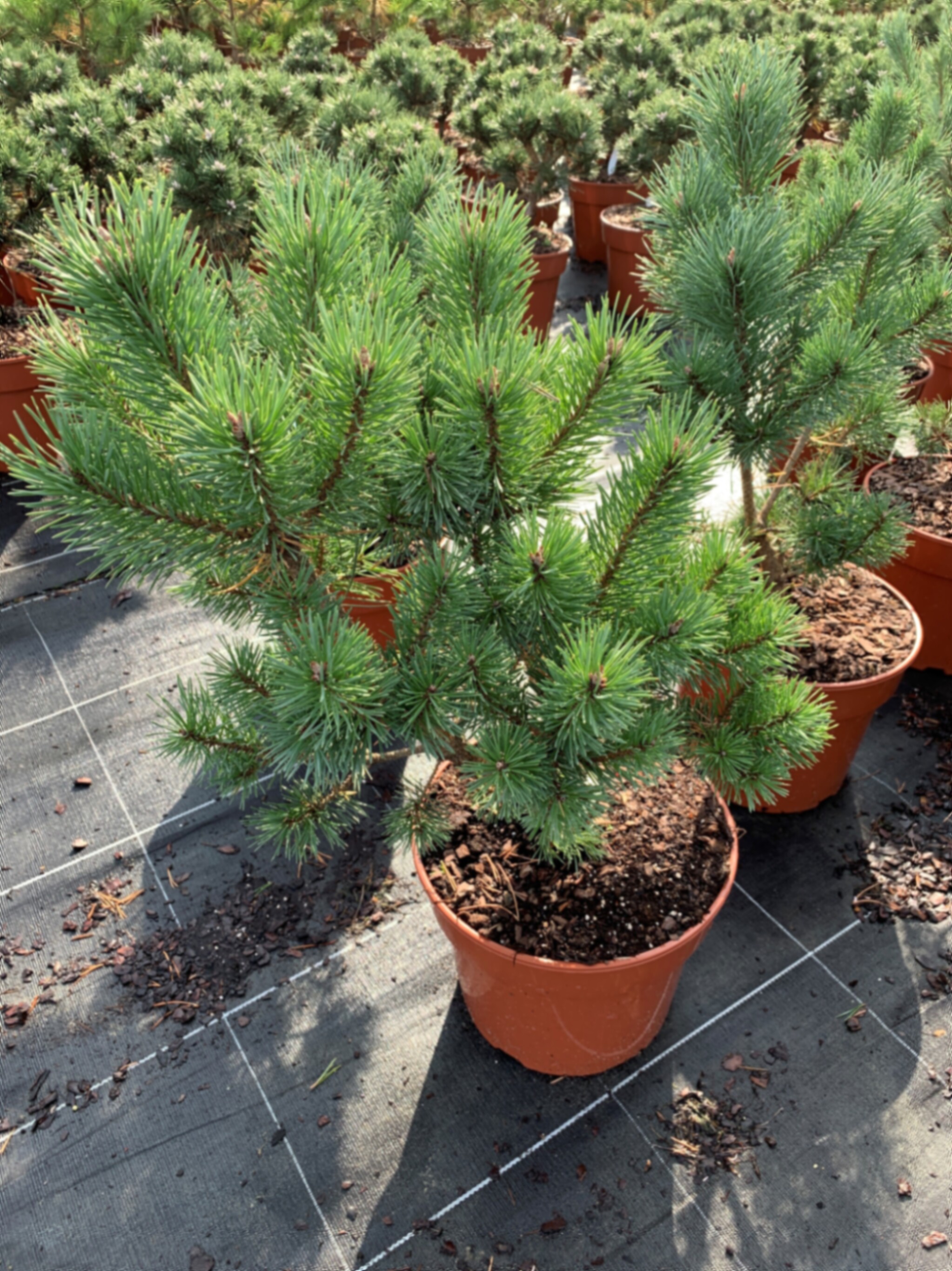 Сосна обыкновенная Вотерери